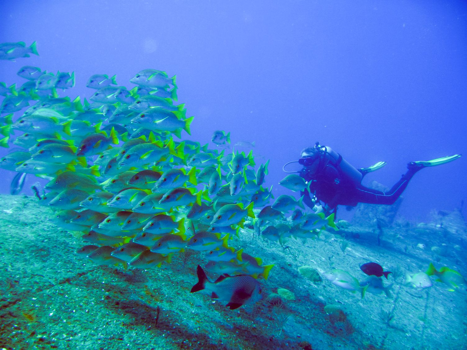 Les plus beaux sites de plongée aux Bahamas